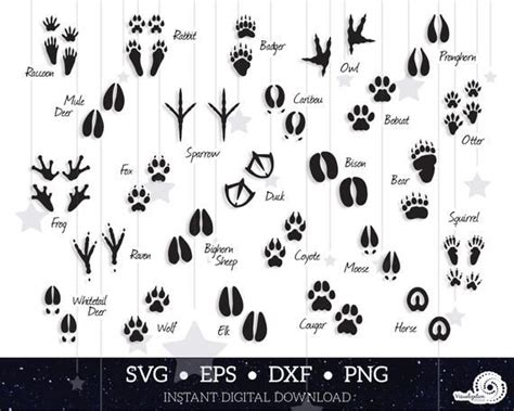 Wildlife Tracks Vector Clipart Set INSTANT DIGITAL DOWNLOAD Svg Png Dxf ...