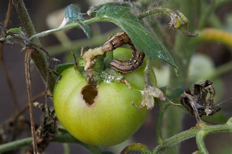 10 Tomato Pests That Will Destroy Your Tomato Plants - Tomato Bible