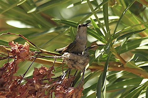 Sonoran Connection: Female Costa's Hummingbird Building Nest