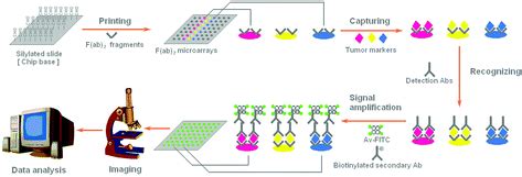 A cancer protein microarray platform using antibody fragments and its ...