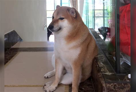 Shiba Inu From Viral Dog Meme Dies After not Waking up From Cancer ...