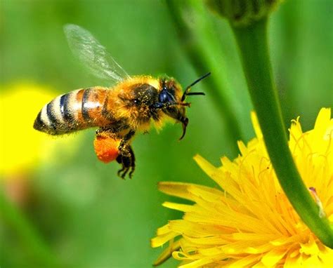 Honey Bee Pollination Process | The Life of Bee