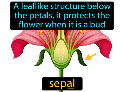 Sepal - Easy to Understand