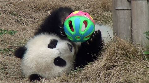 Cute Baby Panda Playing