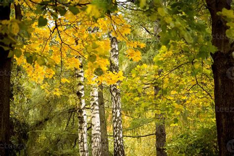 Trees in Autumn city park 11476598 Stock Photo at Vecteezy