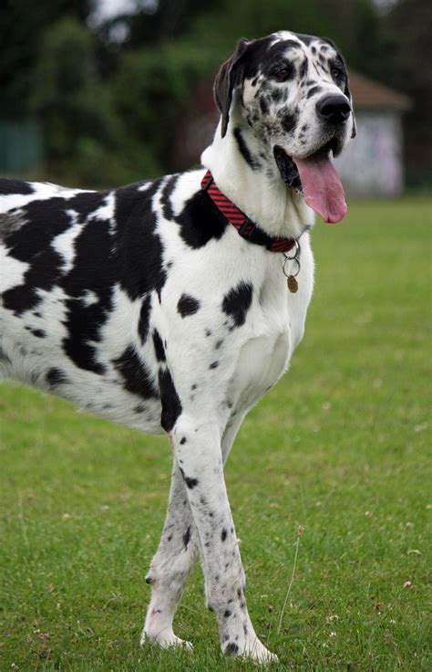 Great Dane Dog Free Stock Photo - Public Domain Pictures