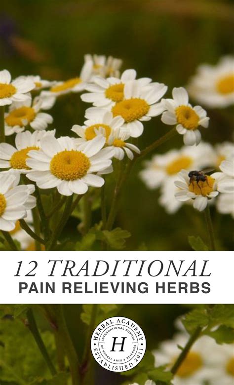 12 Traditional Pain Relieving Herbs – Herbal Academy