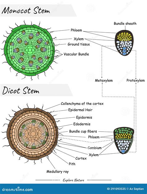 Monocot Stem And Dicot Stem Anatomy Vector Illustration | CartoonDealer ...