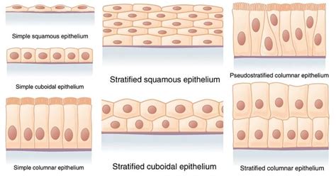 Epithelial Tissue - Definition, types, functions, examples