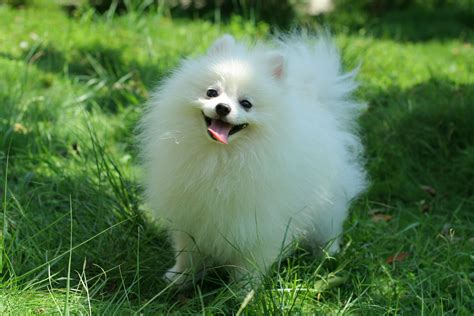 White Pomeranian Large - Pets Lovers