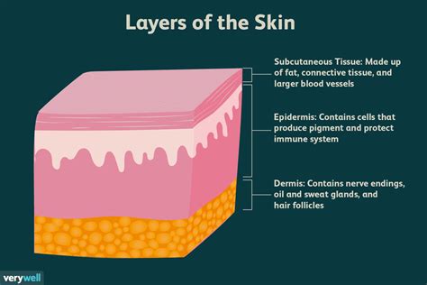 Skin Anatomy: The Layers of Skin and Their Functions