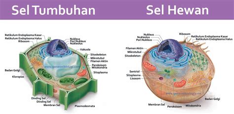 gambar sel hewan dan tumbuhan - Koleksi Gambar HD