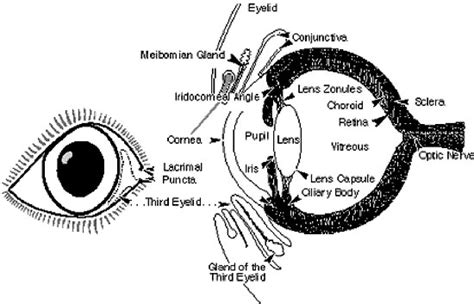 Cats Eye Anatomy