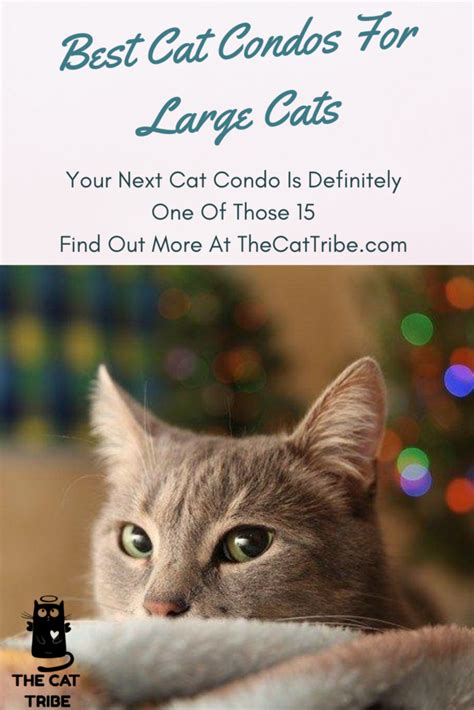 Best Cat Condos For Large Cats! Your Next Cat Condo Is Definitely One ...