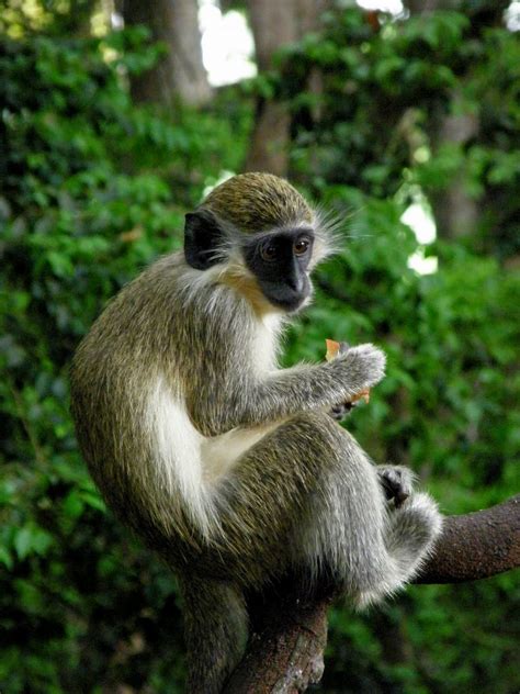 A Bajan Tour Girl Exploring Barbados: The Barbados Wildlife Reserve