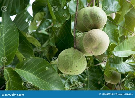 Santol fruit on tree. stock photo. Image of agriculture - 116458994