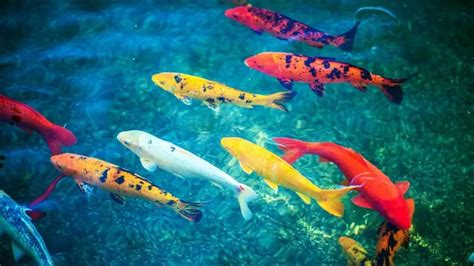 Koi Fish Care In Aquariums - Our Aquariums