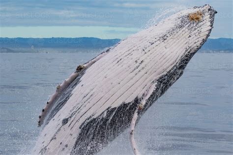 Image of Humpback Whale Breaching - Austockphoto