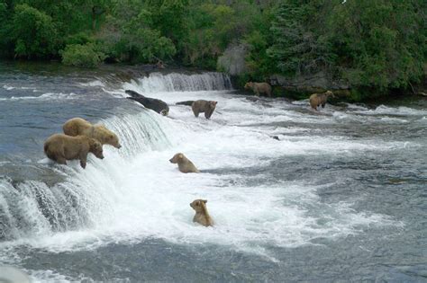 Brooks Falls; Katmai National Park; Alaska Bear Viewing Tour 2D