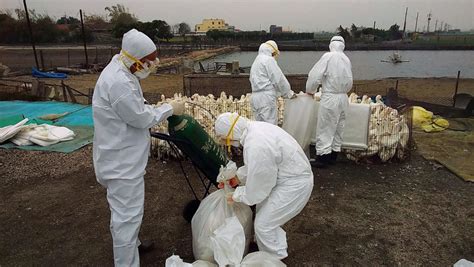 New outbreak of dangerous H5N1 avian flu in coronavirus-stricken China ...