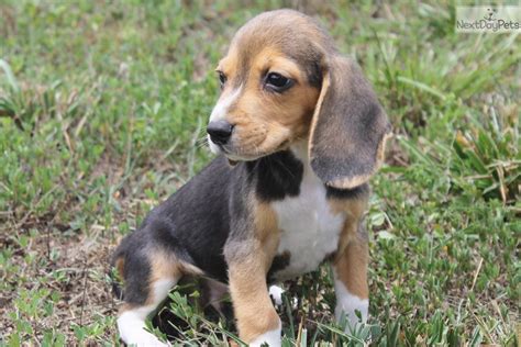 Oliver: Beagle puppy for sale near Jonesboro, Arkansas. | 2601a4ee-3091