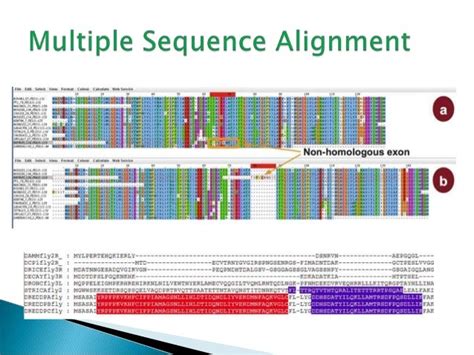 Sequence Alignment,Blast, Fasta, MSA