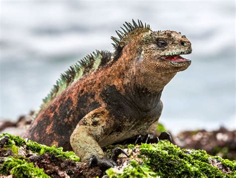 11 Unique Animals You Have To See In The Galapagos Islands, Ecuador ...