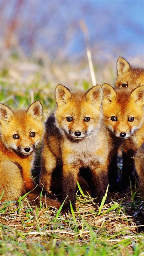 Fox Cubs Wallpapers - Wallpaper Cave