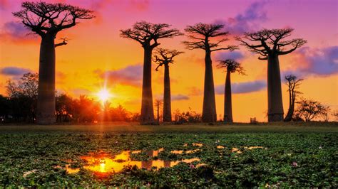 Download Sunset Tree Nature Baobab Tree HD Wallpaper