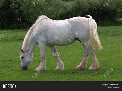 White Shire Horse Image & Photo (Free Trial) | Bigstock