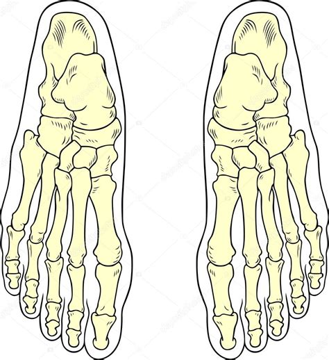 Foot bones — Stock Vector © Den.Barbulat #10450241