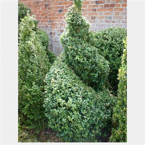 Buxus sempervirens Bird – Topiary Arts