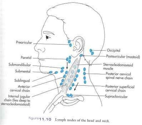 Pictures Of Cervical Lymph Nodes