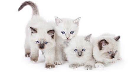 230 Ragdoll Cat Names - Great Ideas For Naming Your Ragdoll Kitten