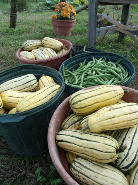 fall harvest – LaFarm, The Lafayette College Community Garden & Working ...