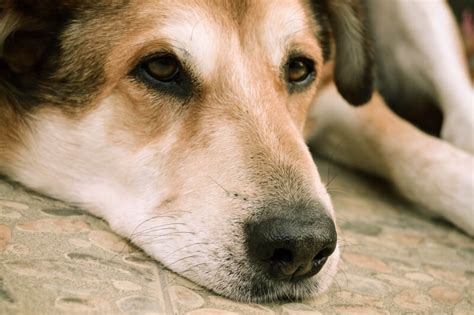 Liver Disease in Dogs: Causes, Symptoms, Stages, and More | ASPCA® Pet ...