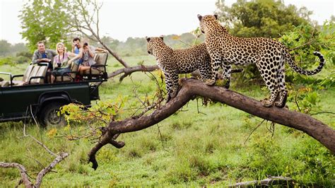 How To Stay Safe On Safari - Yebo South Africa