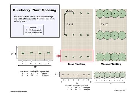 Blueray Blueberry Plant: Small fruit plants shipped from Nourse Farms|