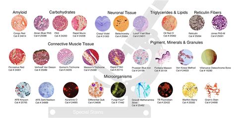 Staining - Histology / Cytology - Histology & Microscopy - Life ...