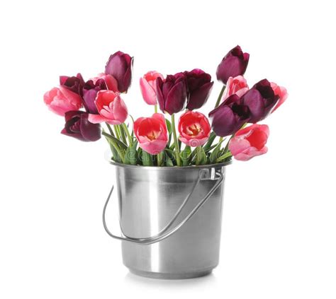 Purple tulips in bucket stock photo. Image of decoration - 13343634