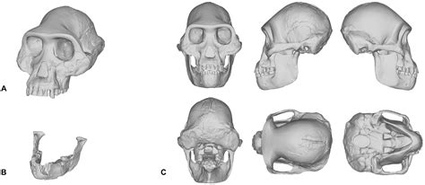 Homo Naledi skull replica from original Full-size reconstruction ...