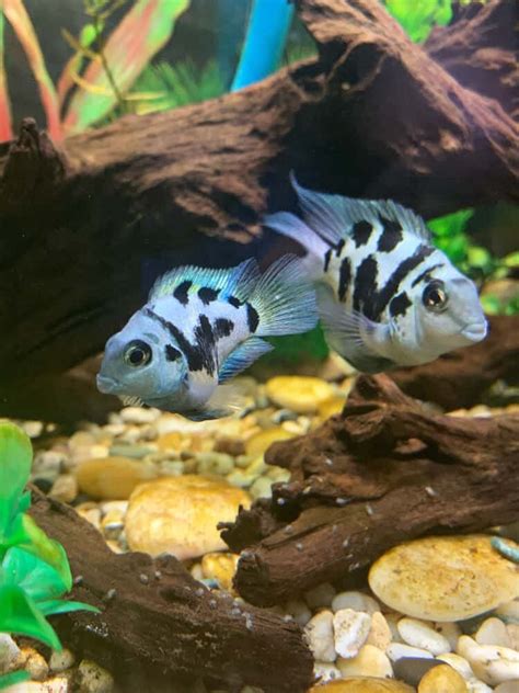 Polar Blue Parrot Cichlid Care: Ultimate Guide For Beginners