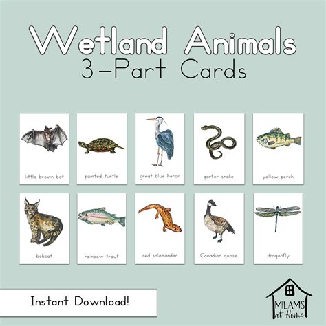 Wetland Animals 3 Part Cards, Montessori, Homeschool, Reggio Emilia ...