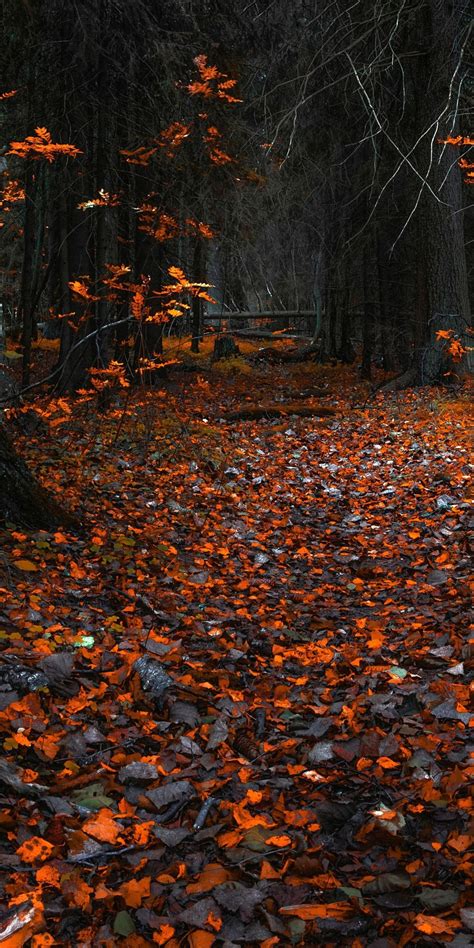 Forest Autumn Orange Wallpapers - Wallpaper Cave