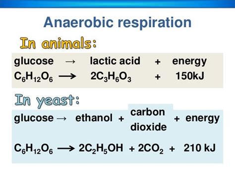 Respiration