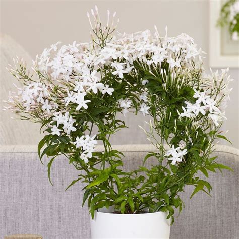 Buy scented Chinese jasmine Jasminum polyanthum