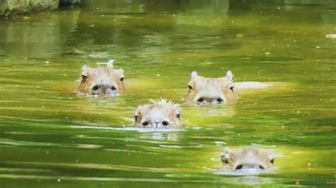 Capybara Swimming