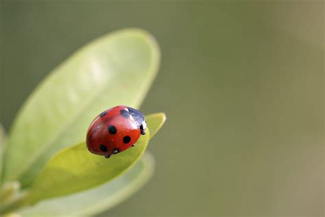 What To Know If You're Finding Ladybugs In Your House