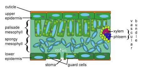 What Is The Structure And Function Of Leaves - Infoupdate.org