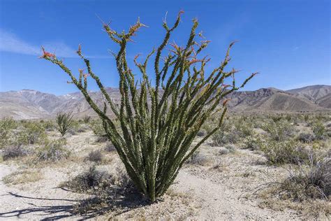 How to Grow and Care for Ocotillo in the Garden | Gardener’s Path